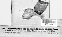 Endocarpon miniatum image